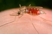 Επιστολή-πρόταση των εργαζομένων στις Περιφέρειες για τα κρούσματα ελονοσίας