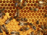 Τι προσέχουμε όταν αγοράζουμε μέλι - Οδηγίες από τον ΕΦΕΤ