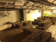 Εντοπίστηκε εργαστήριο καλλιέργειας κάνναβης σε διαμέρισμα στο Αιγάλεω