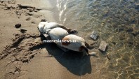 Φρίκη στο Βόλο: Έδεσαν πέτρες σε σκύλο και τον έριξαν στη θάλασσα